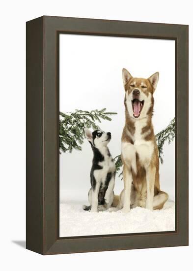 Siberian Husky Puppy Looking Up at Siberian-null-Framed Premier Image Canvas