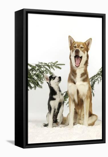 Siberian Husky Puppy Looking Up at Siberian-null-Framed Premier Image Canvas