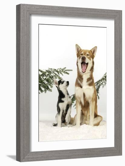 Siberian Husky Puppy Looking Up at Siberian-null-Framed Photographic Print