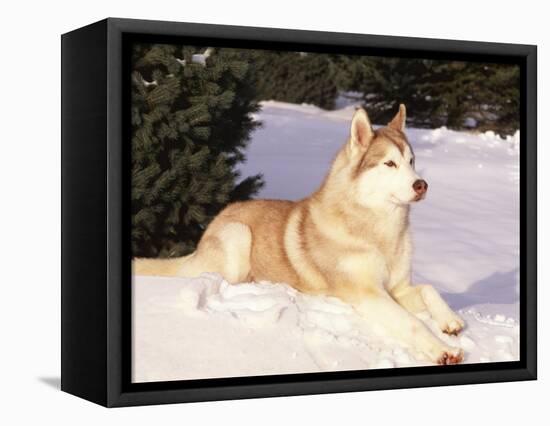 Siberian Husky Resting in Snow, USA-Lynn M. Stone-Framed Premier Image Canvas