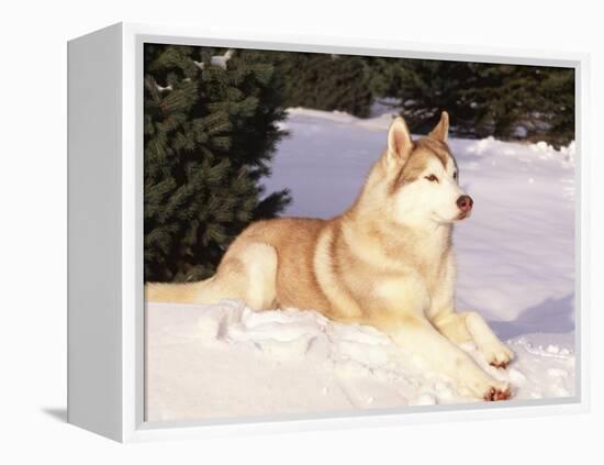 Siberian Husky Resting in Snow, USA-Lynn M. Stone-Framed Premier Image Canvas