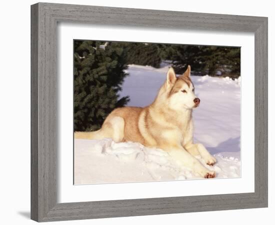 Siberian Husky Resting in Snow, USA-Lynn M. Stone-Framed Photographic Print