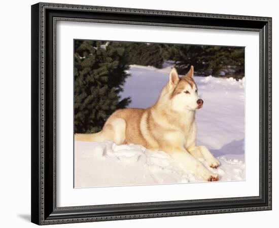 Siberian Husky Resting in Snow, USA-Lynn M. Stone-Framed Photographic Print