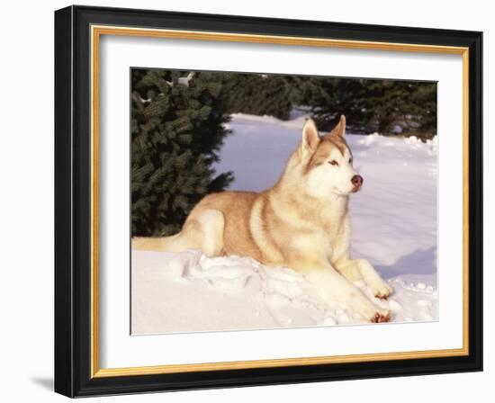 Siberian Husky Resting in Snow, USA-Lynn M. Stone-Framed Photographic Print