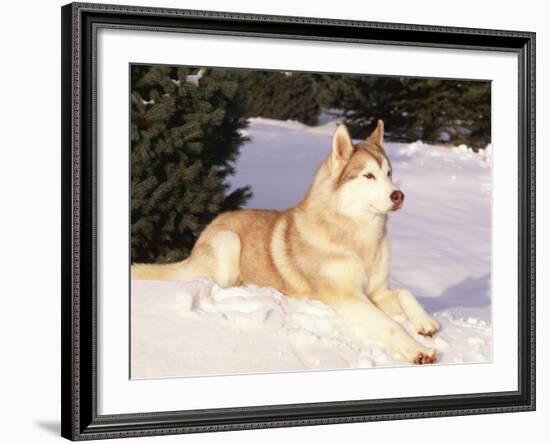 Siberian Husky Resting in Snow, USA-Lynn M. Stone-Framed Photographic Print