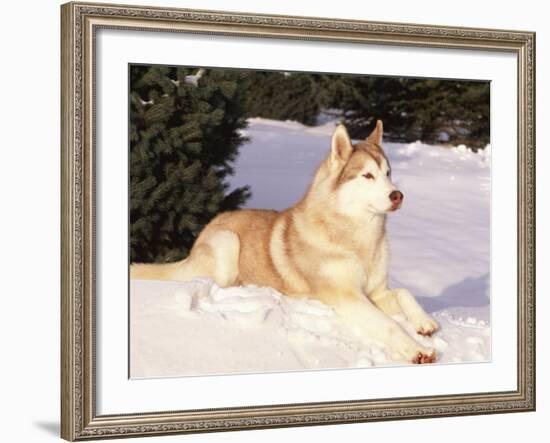 Siberian Husky Resting in Snow, USA-Lynn M. Stone-Framed Photographic Print