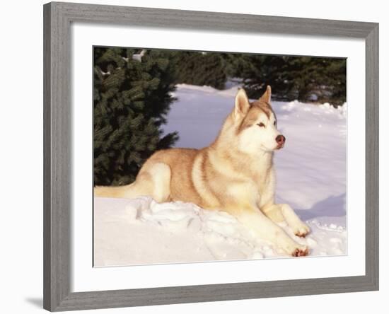 Siberian Husky Resting in Snow, USA-Lynn M. Stone-Framed Photographic Print