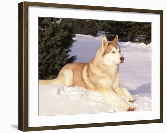 Siberian Husky Resting in Snow, USA-Lynn M. Stone-Framed Photographic Print