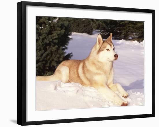 Siberian Husky Resting in Snow, USA-Lynn M. Stone-Framed Photographic Print