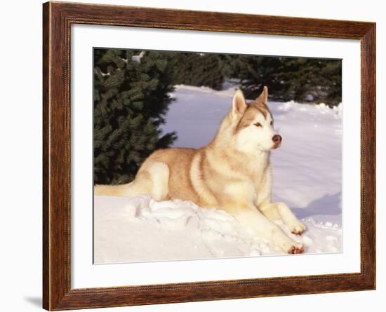 Siberian Husky Resting in Snow, USA-Lynn M. Stone-Framed Photographic Print