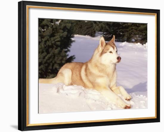 Siberian Husky Resting in Snow, USA-Lynn M. Stone-Framed Photographic Print