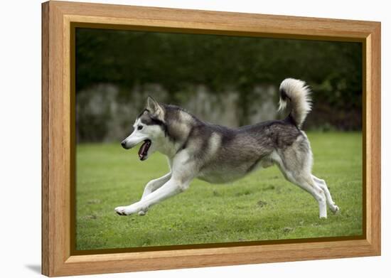 Siberian Husky Running Through Garden-null-Framed Premier Image Canvas