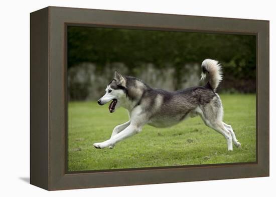 Siberian Husky Running Through Garden-null-Framed Premier Image Canvas