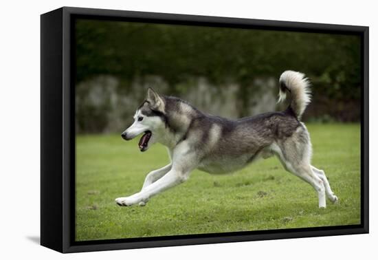 Siberian Husky Running Through Garden-null-Framed Premier Image Canvas