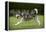 Siberian Husky Running Through Garden-null-Framed Premier Image Canvas