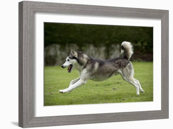 Siberian Husky Running Through Garden-null-Framed Photographic Print