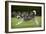 Siberian Husky Running Through Garden-null-Framed Photographic Print