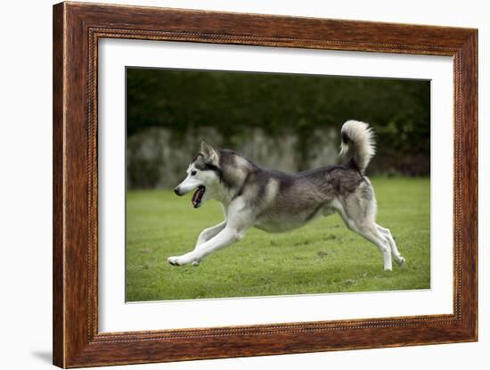 Siberian Husky Running Through Garden-null-Framed Photographic Print