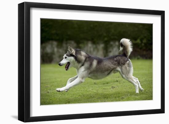 Siberian Husky Running Through Garden-null-Framed Photographic Print