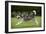 Siberian Husky Running Through Garden-null-Framed Photographic Print