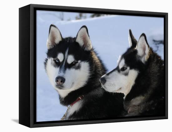 Siberian Husky Sled Dogs Pair in Snow, Northwest Territories, Canada March 2007-Eric Baccega-Framed Premier Image Canvas