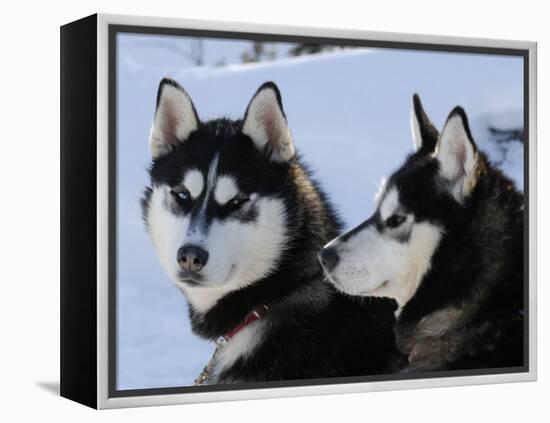 Siberian Husky Sled Dogs Pair in Snow, Northwest Territories, Canada March 2007-Eric Baccega-Framed Premier Image Canvas