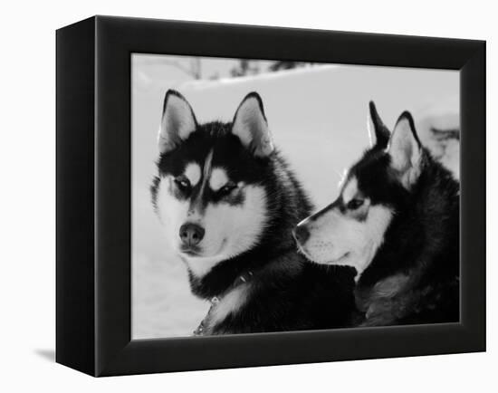 Siberian Husky Sled Dogs Pair in Snow, Northwest Territories, Canada March 2007-Eric Baccega-Framed Premier Image Canvas
