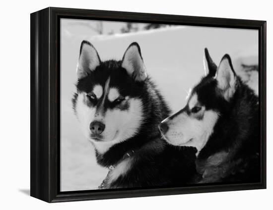 Siberian Husky Sled Dogs Pair in Snow, Northwest Territories, Canada March 2007-Eric Baccega-Framed Premier Image Canvas