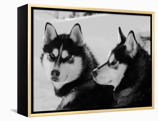 Siberian Husky Sled Dogs Pair in Snow, Northwest Territories, Canada March 2007-Eric Baccega-Framed Premier Image Canvas