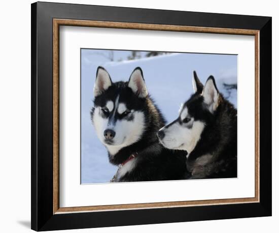 Siberian Husky Sled Dogs Pair in Snow, Northwest Territories, Canada March 2007-Eric Baccega-Framed Photographic Print