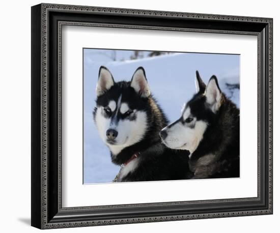 Siberian Husky Sled Dogs Pair in Snow, Northwest Territories, Canada March 2007-Eric Baccega-Framed Photographic Print