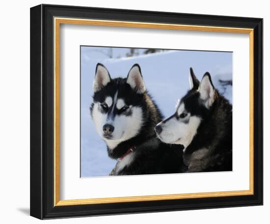 Siberian Husky Sled Dogs Pair in Snow, Northwest Territories, Canada March 2007-Eric Baccega-Framed Photographic Print