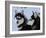 Siberian Husky Sled Dogs Pair in Snow, Northwest Territories, Canada March 2007-Eric Baccega-Framed Photographic Print