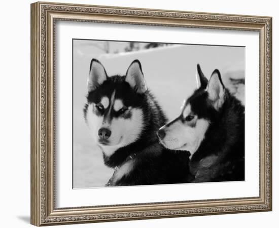 Siberian Husky Sled Dogs Pair in Snow, Northwest Territories, Canada March 2007-Eric Baccega-Framed Photographic Print