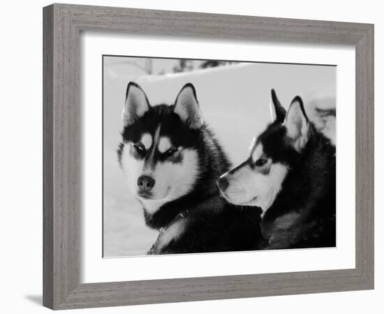 Siberian Husky Sled Dogs Pair in Snow, Northwest Territories, Canada March 2007-Eric Baccega-Framed Photographic Print