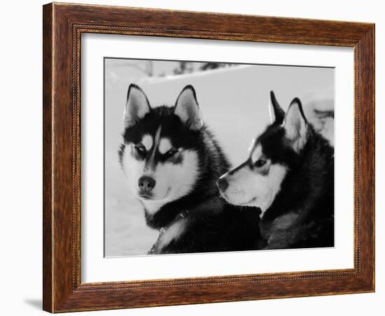 Siberian Husky Sled Dogs Pair in Snow, Northwest Territories, Canada March 2007-Eric Baccega-Framed Photographic Print