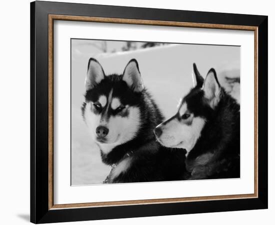 Siberian Husky Sled Dogs Pair in Snow, Northwest Territories, Canada March 2007-Eric Baccega-Framed Photographic Print