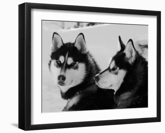 Siberian Husky Sled Dogs Pair in Snow, Northwest Territories, Canada March 2007-Eric Baccega-Framed Photographic Print