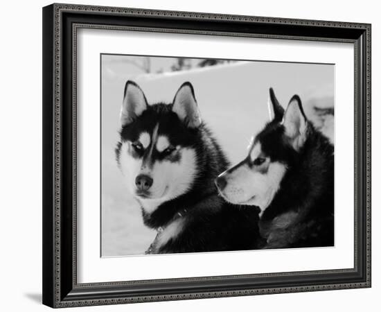 Siberian Husky Sled Dogs Pair in Snow, Northwest Territories, Canada March 2007-Eric Baccega-Framed Photographic Print