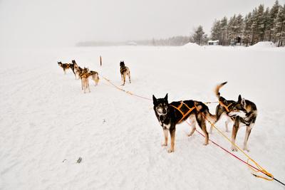 husky harness pulling sled