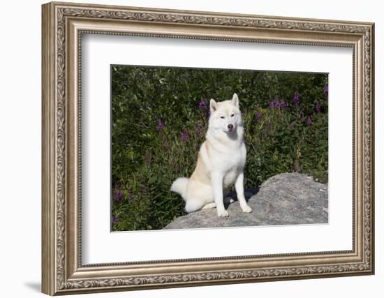 Siberian Husky-Lynn M^ Stone-Framed Photographic Print