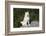 Siberian Husky-Lynn M^ Stone-Framed Photographic Print