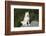 Siberian Husky-Lynn M^ Stone-Framed Photographic Print