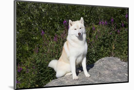 Siberian Husky-Lynn M^ Stone-Mounted Photographic Print