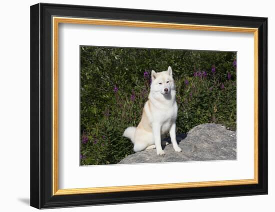 Siberian Husky-Lynn M^ Stone-Framed Photographic Print