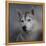 Siberian Husky-Jai Johnson-Framed Premier Image Canvas