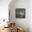 Siberian Husky-Jai Johnson-Framed Premier Image Canvas displayed on a wall