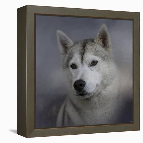 Siberian Husky-Jai Johnson-Framed Premier Image Canvas