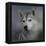 Siberian Husky-Jai Johnson-Framed Premier Image Canvas