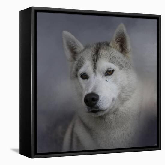 Siberian Husky-Jai Johnson-Framed Premier Image Canvas